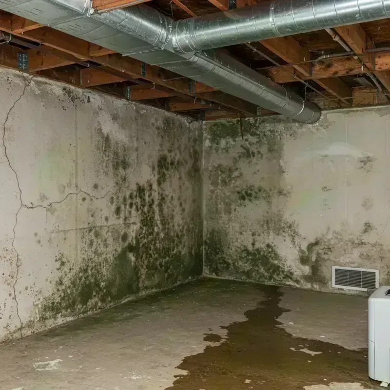 Professional Mold Removal in Wellborn, FL